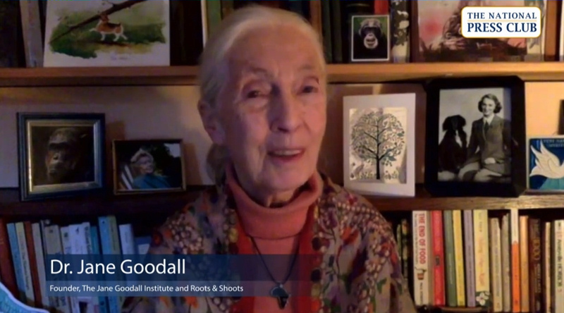 Jane Goodall encourages all to take small steps to save the planet. Photo by Alan Kotok