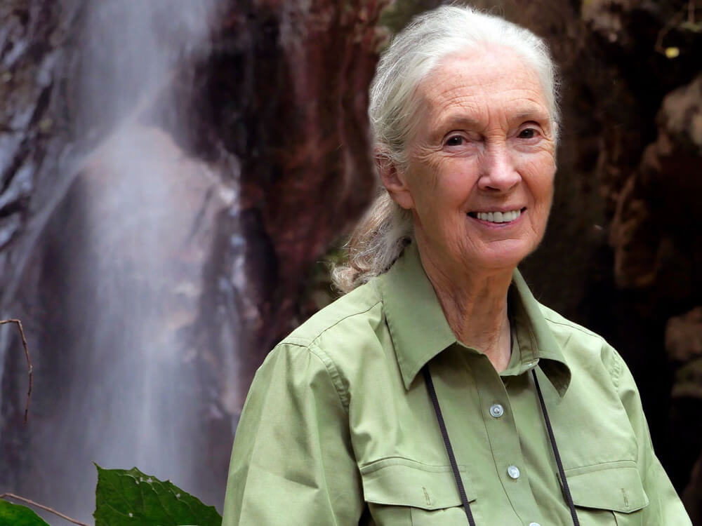 Anthropologist Jane Goodall